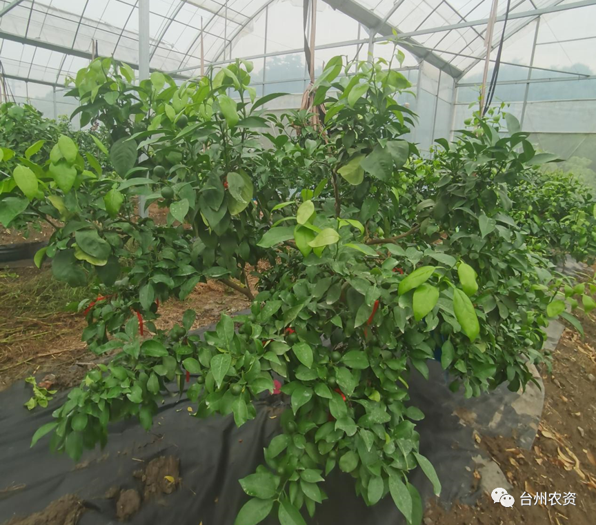 臺州農(nóng)資 臺州農(nóng)資