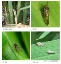 臺州農(nóng)資 臺州農(nóng)資